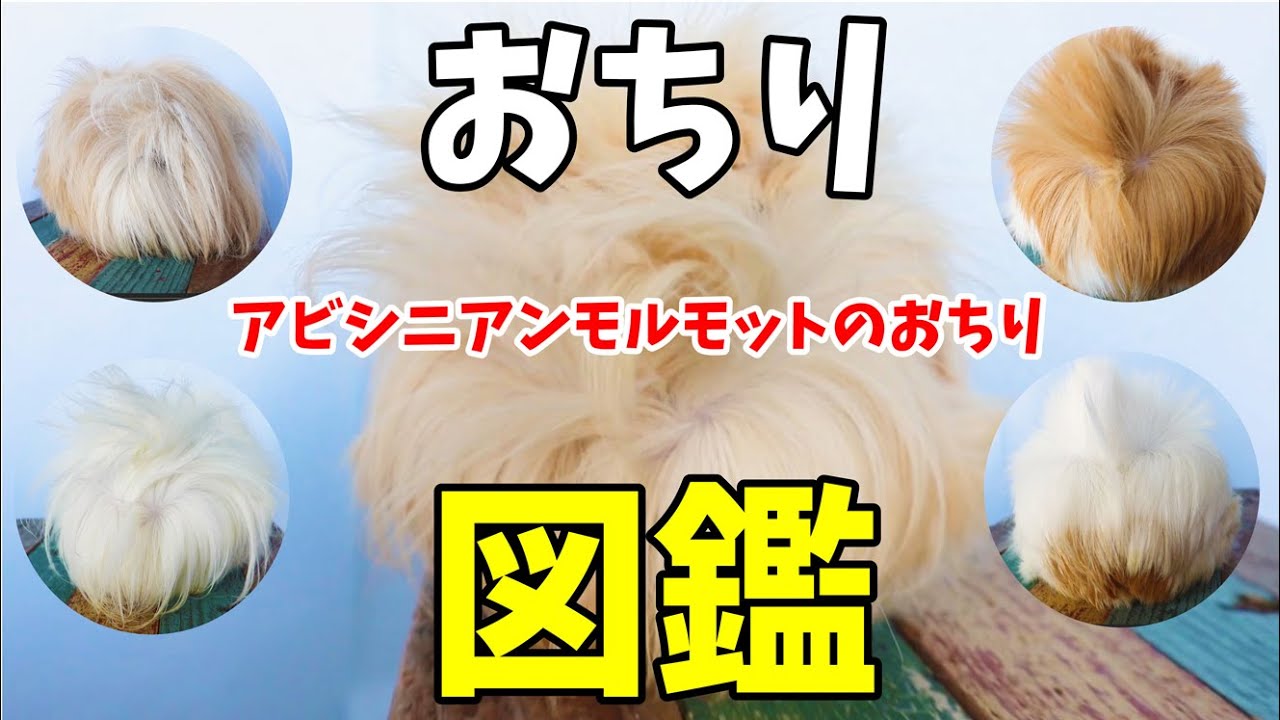 アビシニアンモルモットのおしり図鑑　cute guineapig
