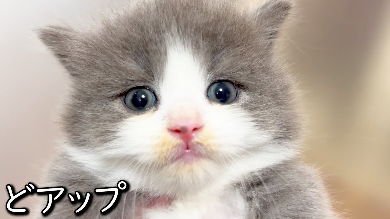 【マンチカンの子猫】みんなのどアップ撮ると色々違いがある件 ∼猫のいる生活Vol.834~ 出産動画 マンチカン短足・ミヌエット・ペルシャ猫専門ブリーダー『ペット蔵人』【子猫の成長記録】
