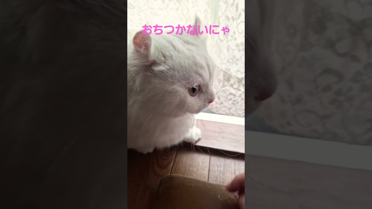 【オッドアイ幸せを呼ぶ猫】ソワソワなラビちゃん#猫#cat#白猫#キンカロー#shorts