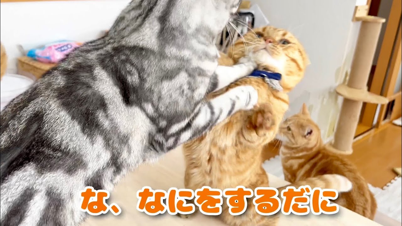 自ら仕掛け見事なまでに敗北する茶々パパ #猫 #マンチカン