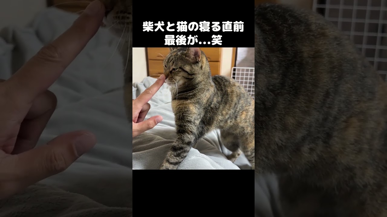 子猫と柴犬と先住猫たちの寝る直前がこちら…　#shorts