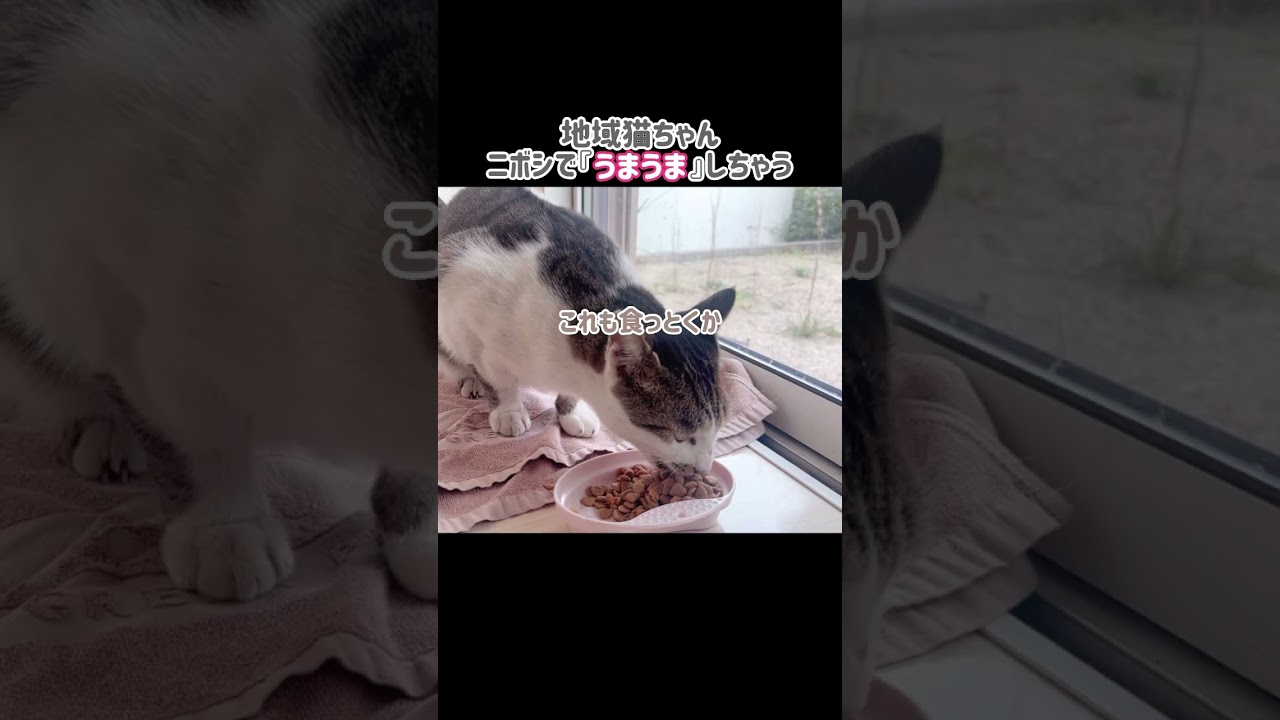 おしゃべり地域猫ちゃん #shorts