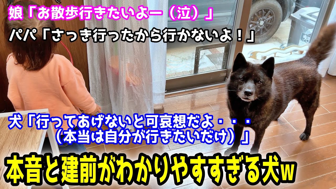 面白すぎw本音と建前がわかりやすすぎる甲斐犬一休さん