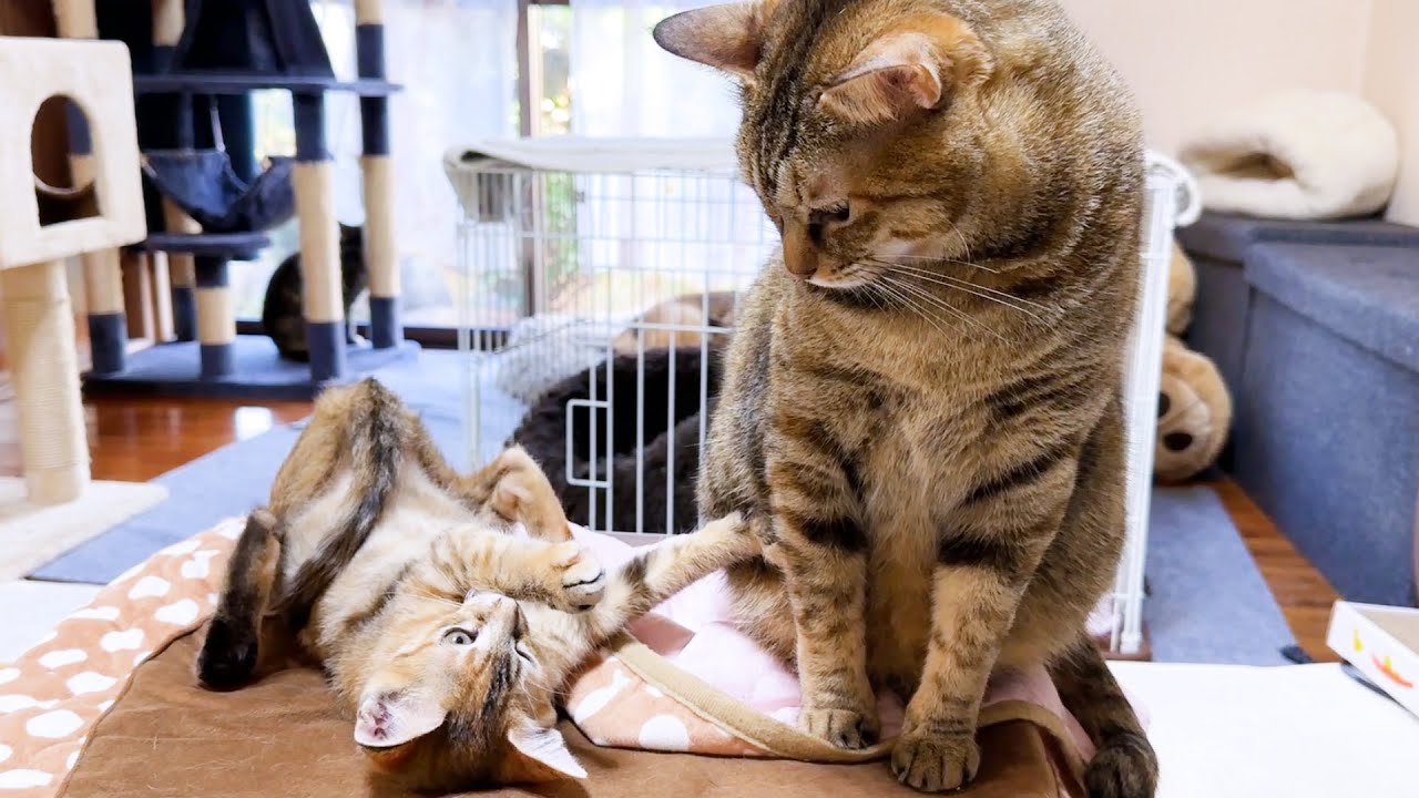 怖がりな子猫が…真剣に悩む先輩猫の顔はこちらです