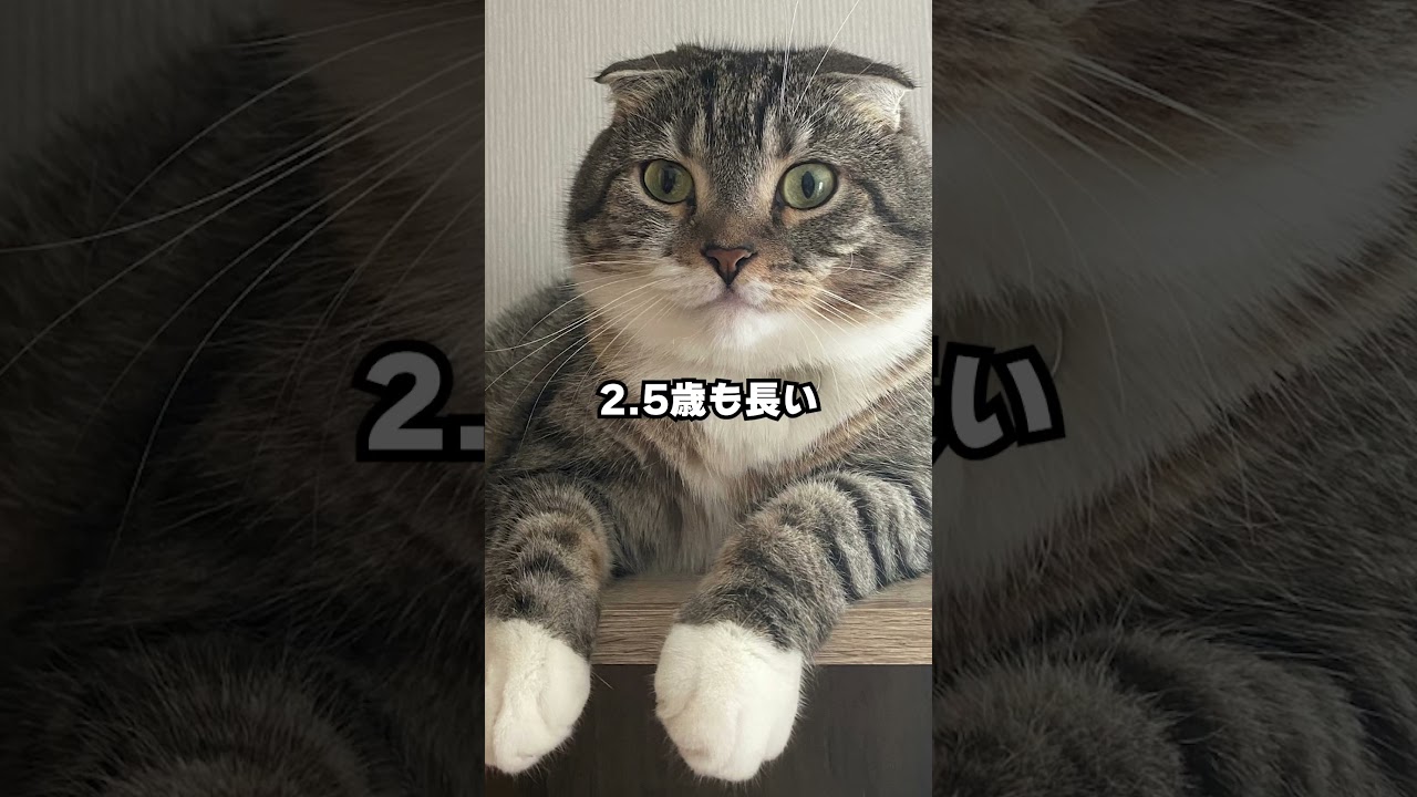 長生き猫の特徴7選。最後が難しいよね…🥲 #猫 #猫のいる暮らし #猫の気持ち