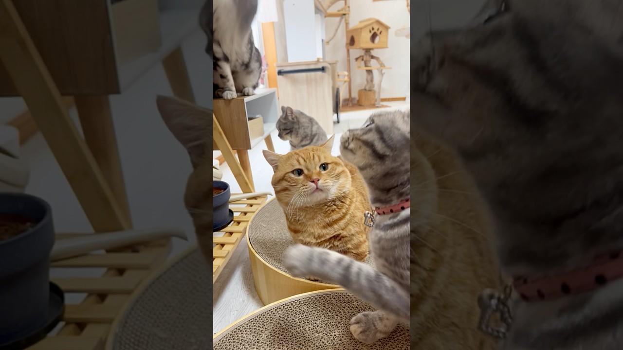 ぽちゃくんが『こいつ、うっとうしいな』と思った瞬間！ #猫 #マンチカン #shorts