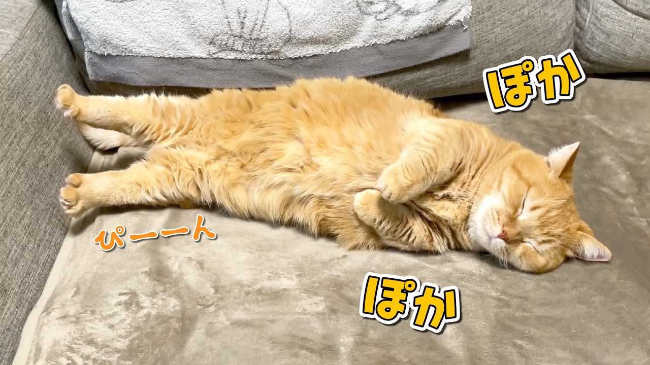 寒くて丸まってた愛猫に電気毛布をあげたらピンピンに伸びました！笑