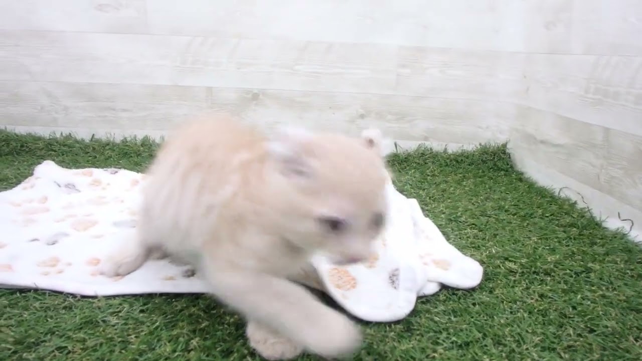 Coo&RIKU　No00655697 アメリカンカール