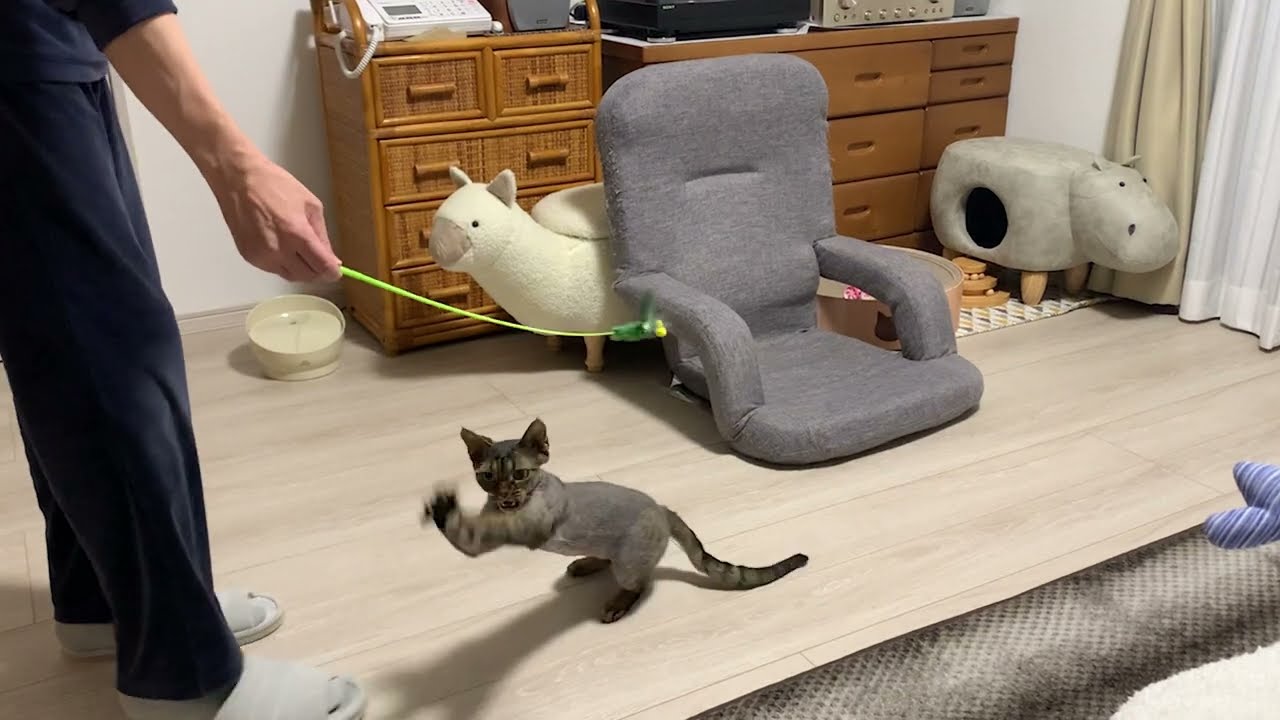 デボンレックス弟がトンボの猫じゃらし目掛けてジャンプしています(Devon Rex cat jumping to catch the dragonfly-shaped toy)