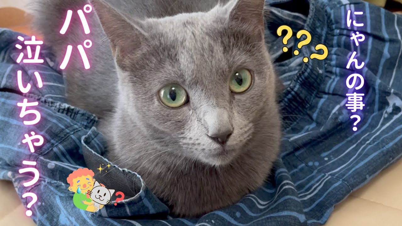 そらちゃんはパパの笑顔の源☺️（ロシアンブルー）