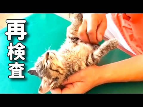 【保護子猫の再検査と黒猫チェック入ったど！】@taipi 【切り抜き】
