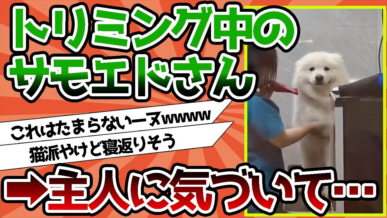【2ch動物スレ】トリミング中のサモエドさん、ご主人に気付いた結果…これはたまらないーヌwwww