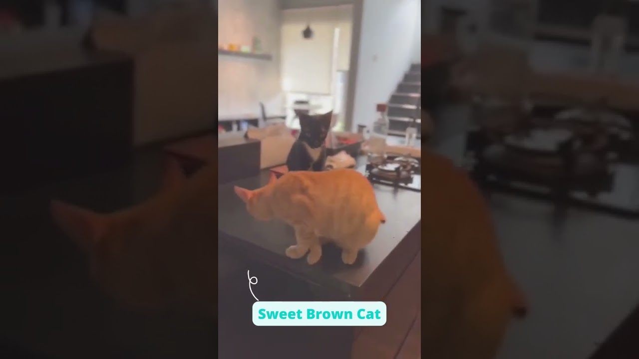 Sweet Brown Cat #Shorts