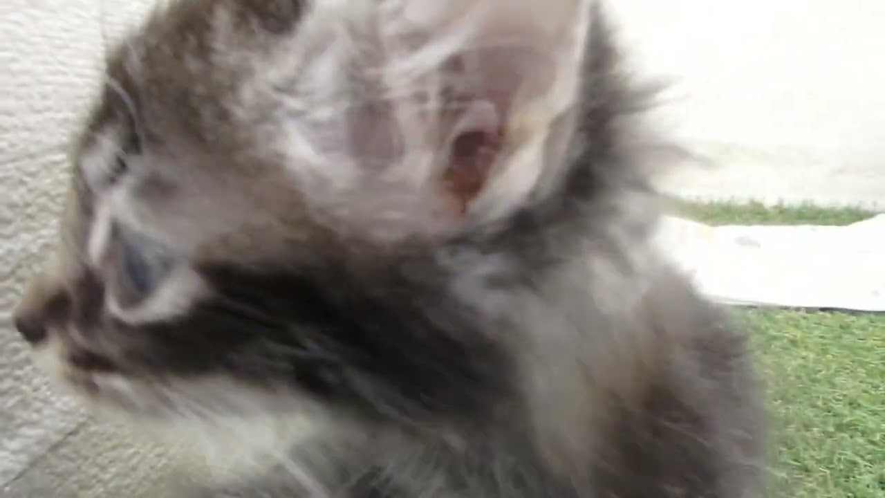 Coo&RIKU　No00655671 アメリカンカール