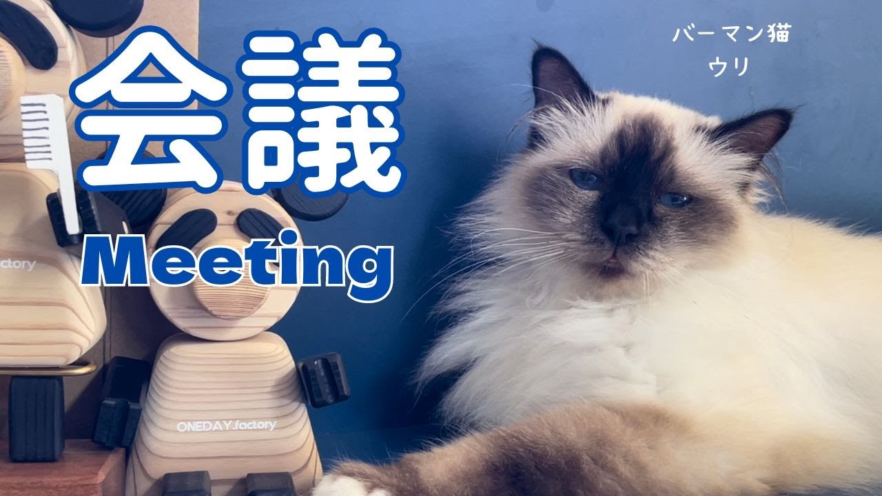 バーマン猫ウリとミカとラフ【会議】Meeting（バーマン猫）Birman/Cat