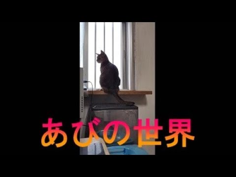 ネコ動画あび＃2480　あびの毎日　アビシニアン　あび