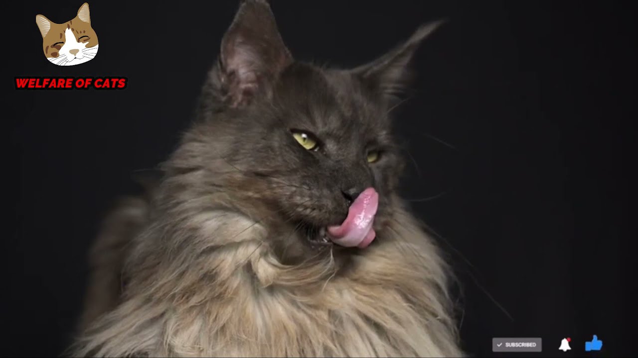 Top 10 Most Protective Cat Breeds