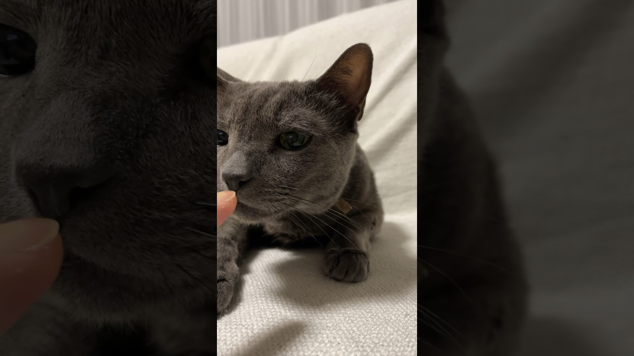 スチャッ_20231031 #shorts #cat #猫 #ロシアンブルー