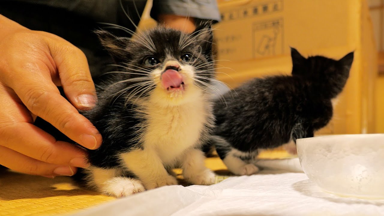 お口周りをびちょびちょにしながら初めてお皿からミルクを飲む子猫たち【道路のずぶ濡れ子猫保護当日】