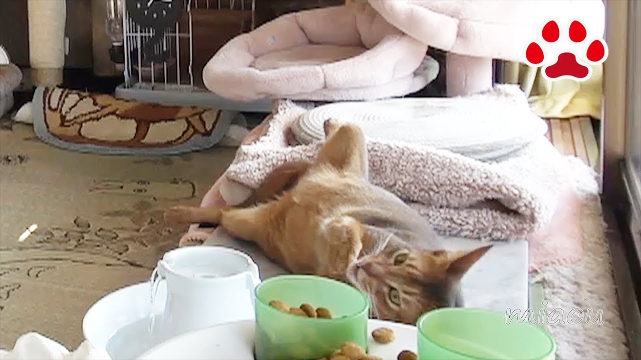 個性的な水の飲み方をするアビシニアン【瀬戸のめる日記】Abyssinian cat drinks in a unique way