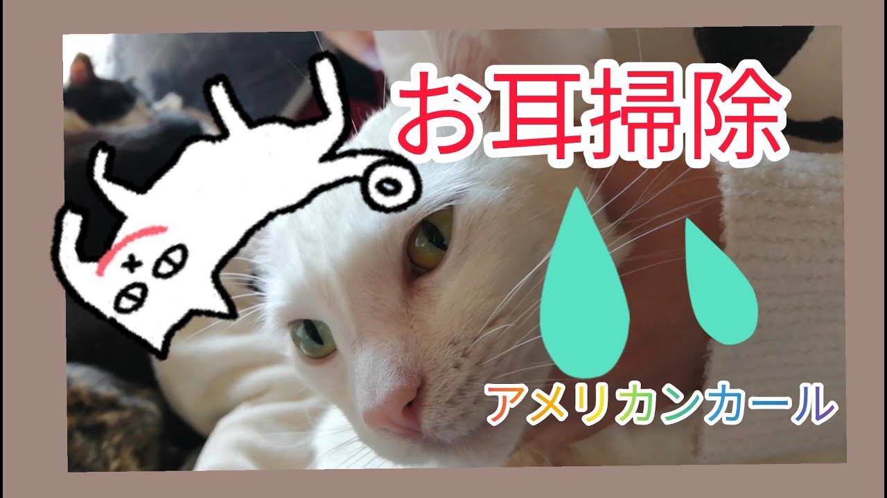 白猫カイのお耳…お掃除講座～アメリカンカール【短編】