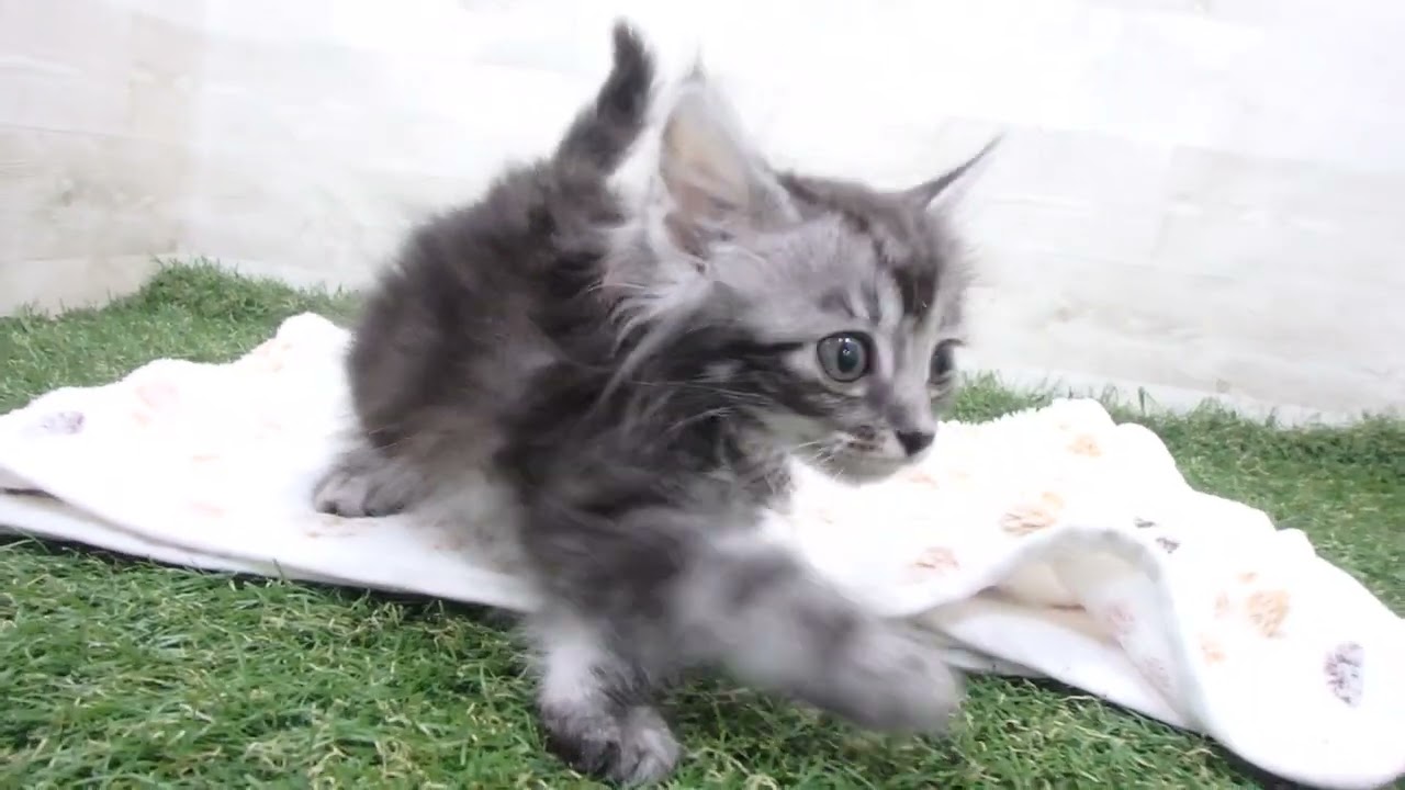 Coo&RIKU　No00655669 アメリカンカール