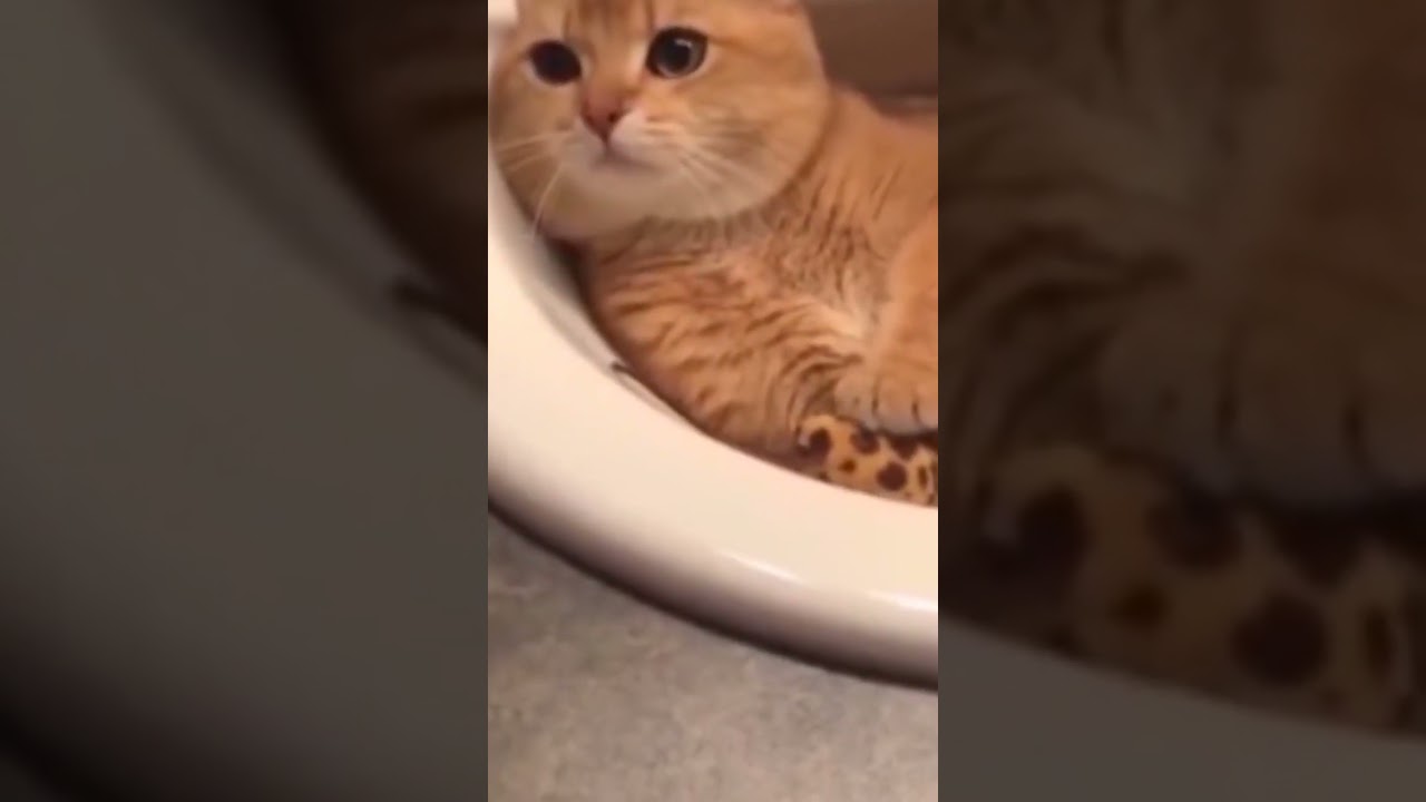 |Brown cats seating in the sink|😻😽😺🤗😘😚|#shorts#cats #animals#cutecat#funny#play#meow #viral#video |