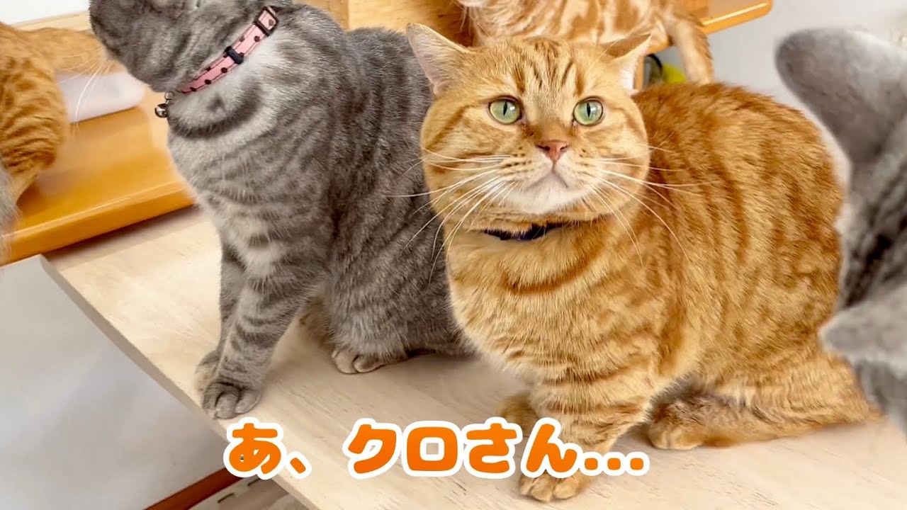 遂にちょっとを出さなくなった茶々パパ #猫 #マンチカン