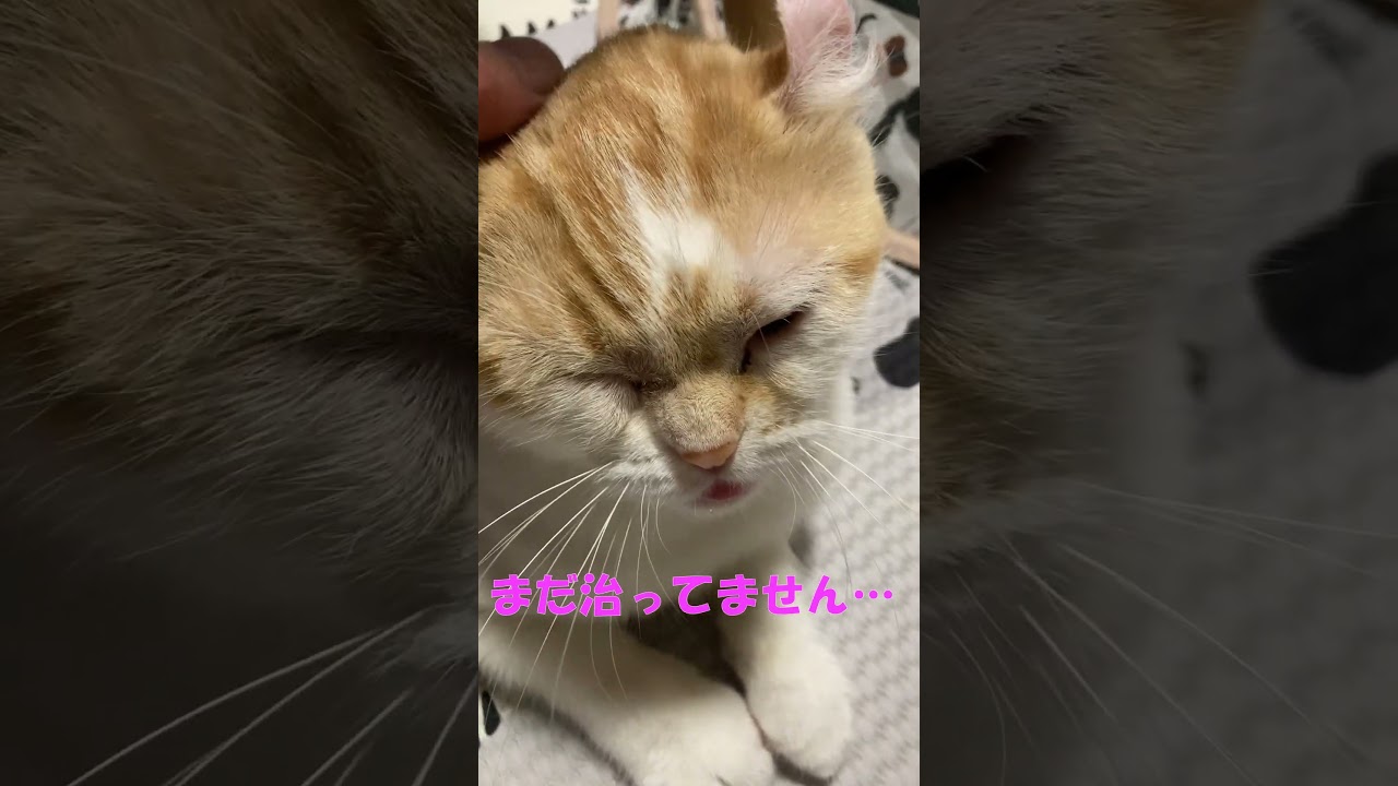 たらこ唇～２日目 #shorts  #猫 #アメリカンカール #たらこ唇