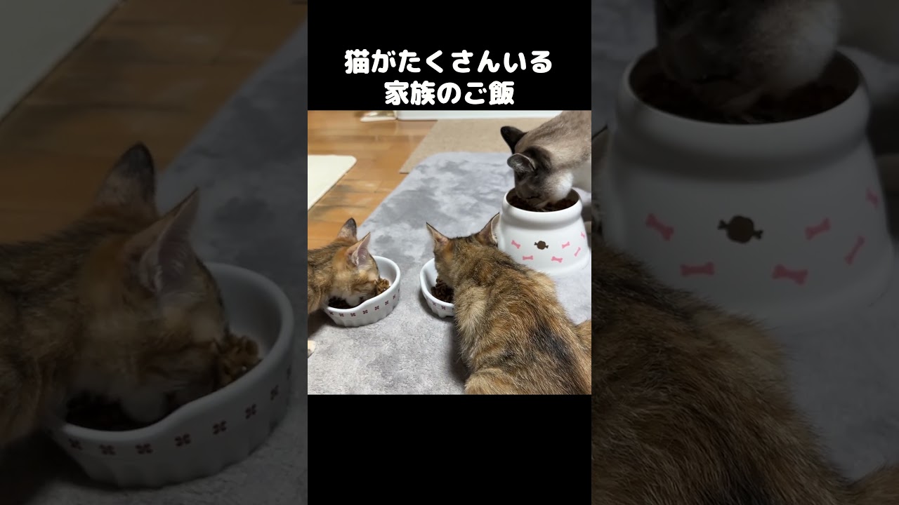 子猫&猫8匹のご飯タイム　#shorts