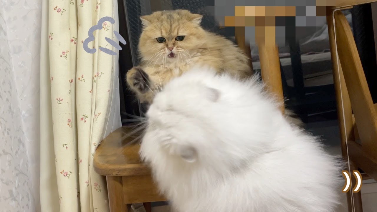 【ペルシャ猫】妹にペシペシされてちょっとやけくそなペルシャ猫の雄叫びが響き渡るリビングです