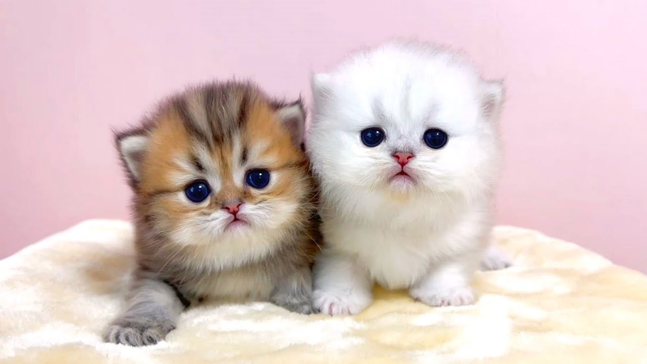 【子猫の思い出ビデオまとめ】いつかのパフ家総集編・前編～　 マンチカン短足・ミヌエット・ペルシャ猫専門ブリーダー『ペット蔵人』【子猫の成長記録】