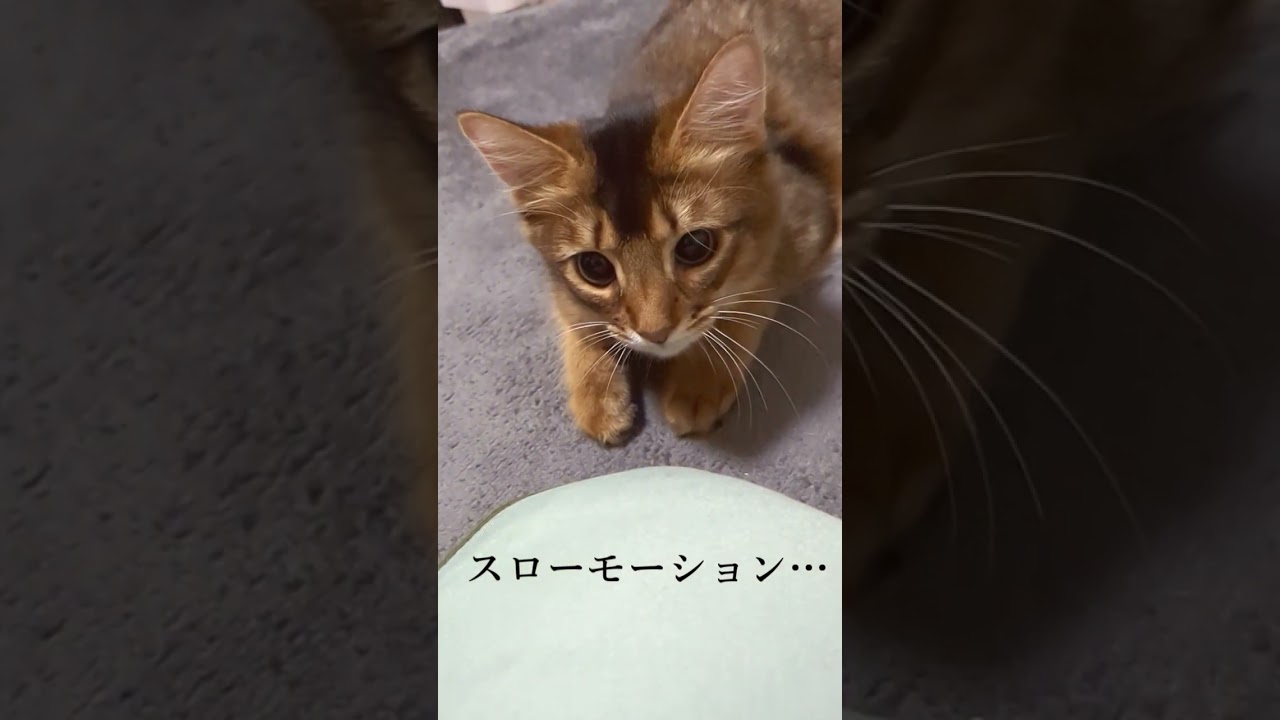 とびかかりスローモーション　slow-motion🐱#猫 #cat #고양이 #cat #ソマリ