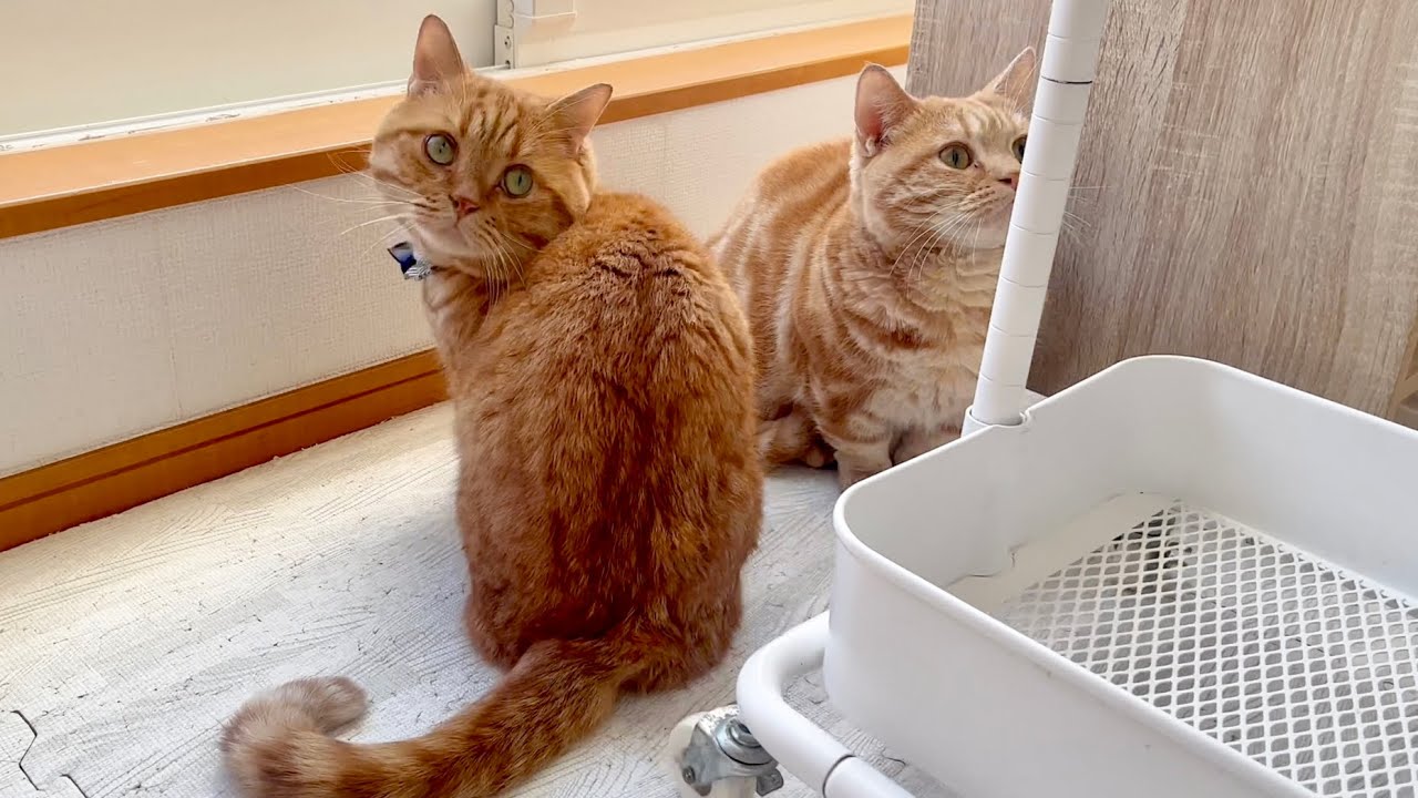 朝の仲良しねこもふファミリー #猫 #マンチカン