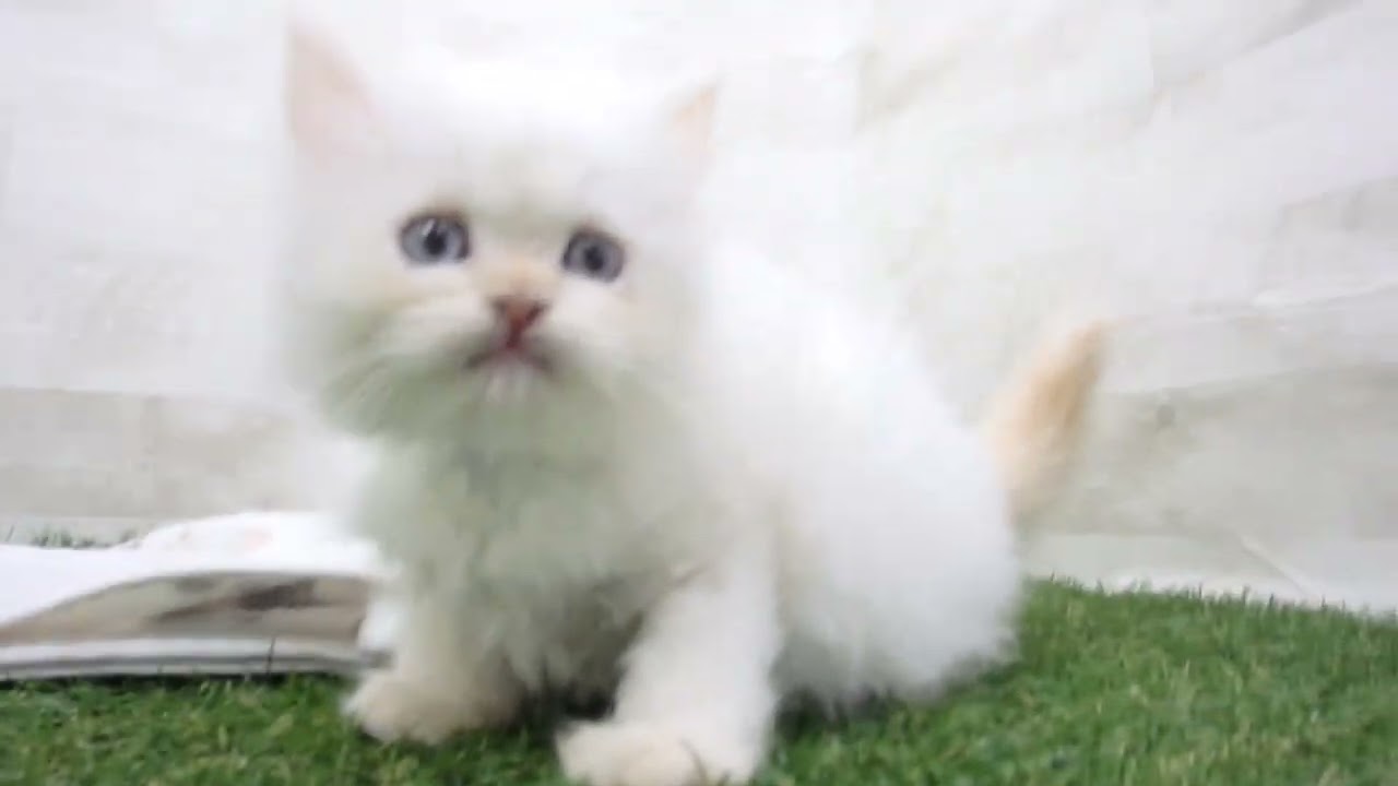 Coo&RIKU　No00654302 ヒマラヤン