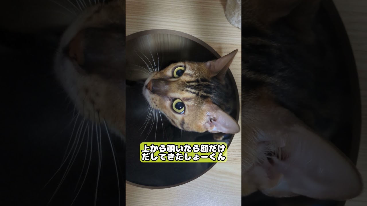 【猫】今日の２匹 11月3日 #cat #kawaii #ベンガル #ロシアンブルー