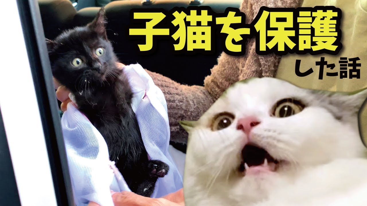 【保護猫】奇跡のような不思議な出来事がありました【関西弁でしゃべる猫】【猫アテレコ】