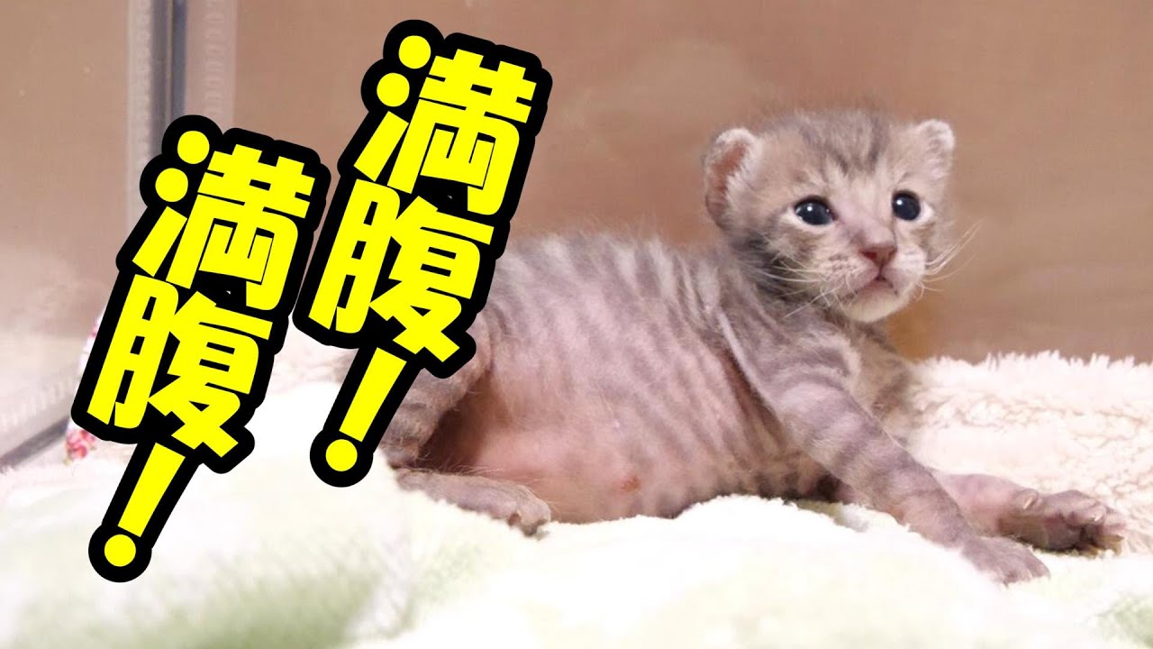 飲み過ぎちゃった子猫のお腹がパンパンに【赤ちゃん猫　保護猫】