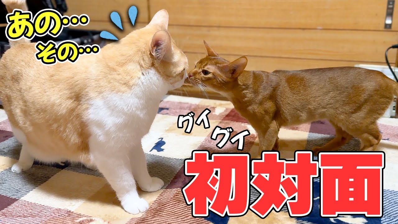 怖いもの知らずな子猫とロビンがついに初対面！！遠慮なしに突っ込んでくる子猫にロビンがまさかの行動へ…