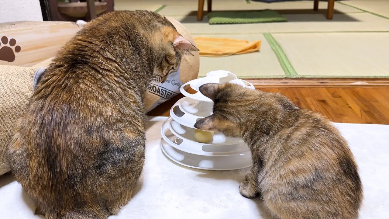子猫を常に優先してくれるとっても優しい麦わら猫