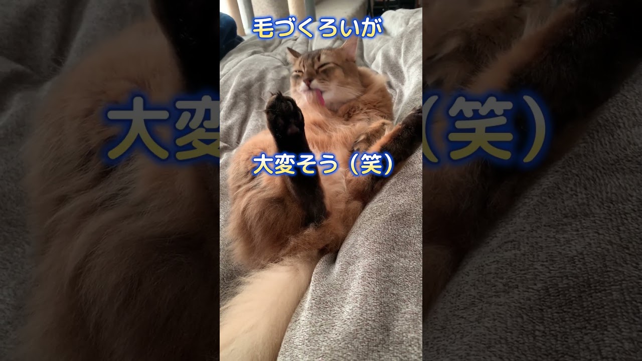 起きたら猫がいる幸せ♪ #ロシアンブルー #ソマリ #甘えん坊の猫