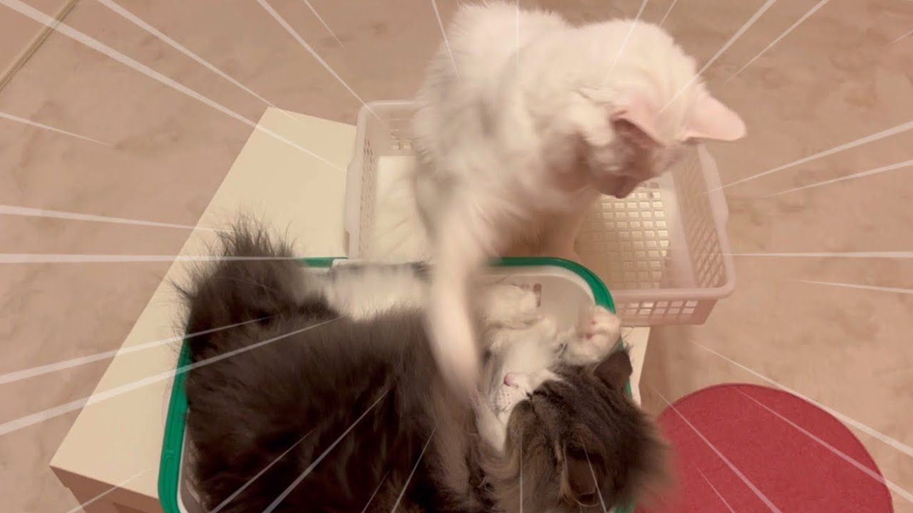 【カワイイ♡】猫パンチでちょっかいをかけあう、ターキッシュアンゴラとノルウェージャンフォレストキャット💖
