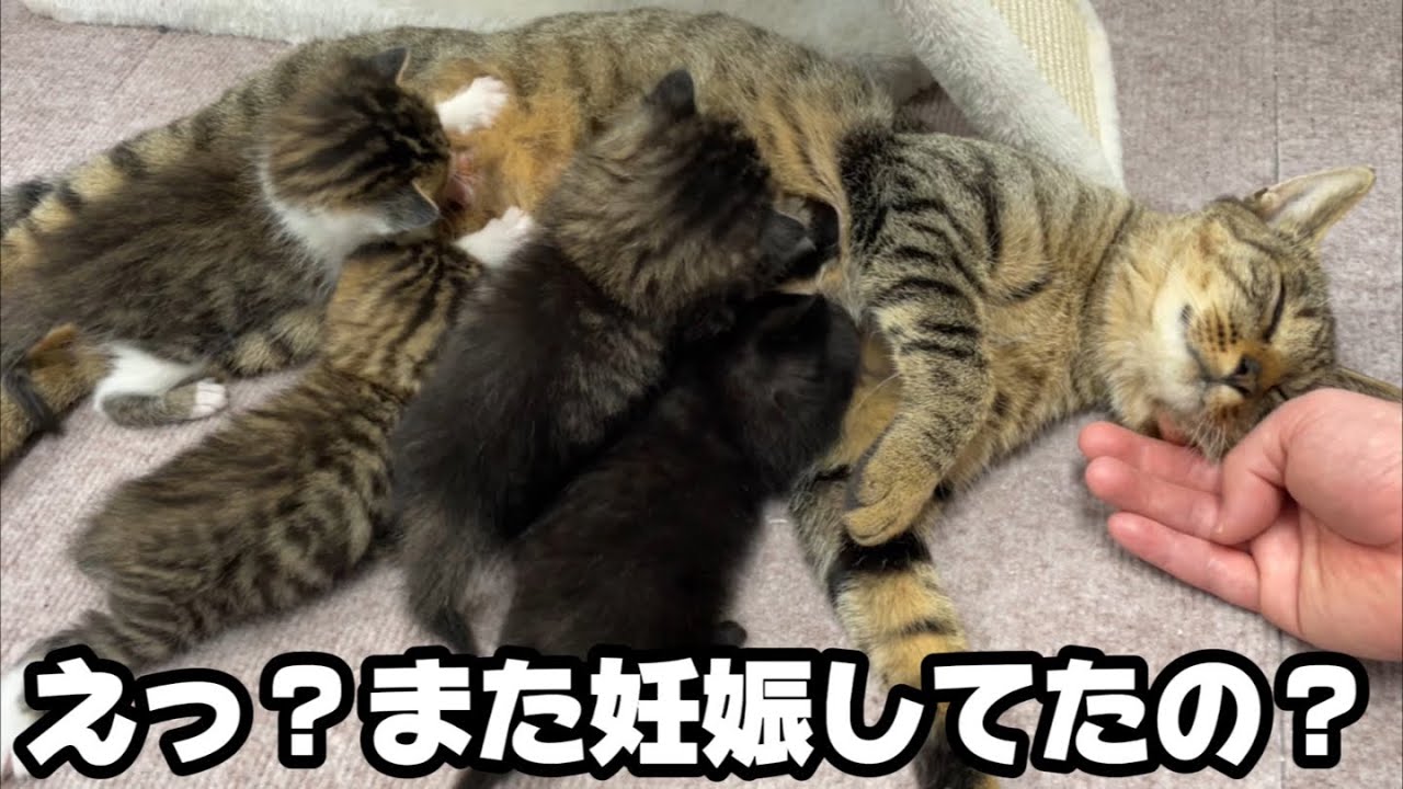 獣医師さんが『この母猫妊娠してる』緊急検査してもらいました