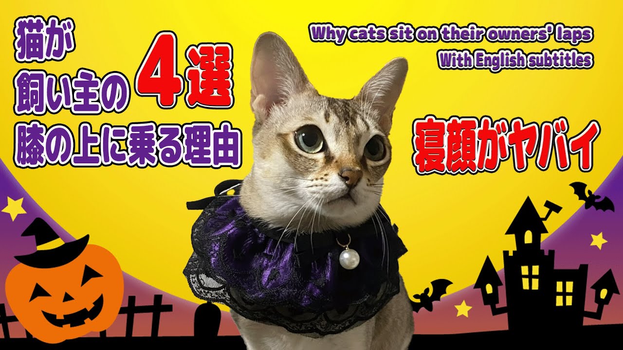 猫が飼い主の膝の上に乗る理由４選！寝顔がヤバイ！【シンガプーラ】#cat #animals #シンガプーラ #猫