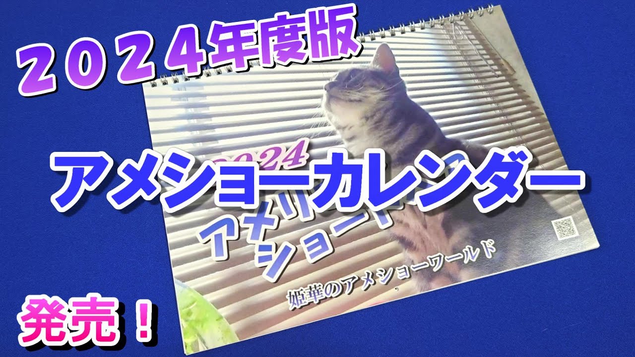 ２０２４年度版　アメショーカレンダー発売！（アメリカンショートヘア）姫華のアメショーワールド