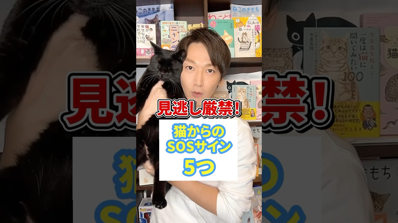 見逃し厳禁！猫からのSOSサイン５つ