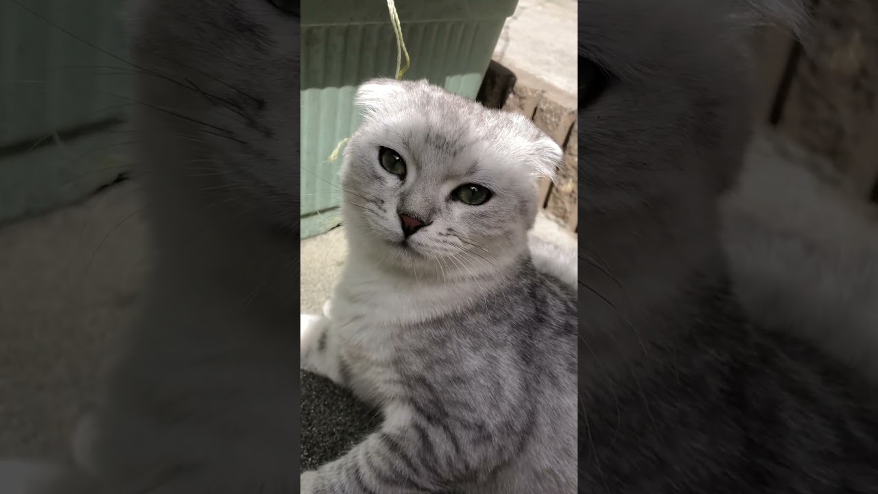ゴネるスコの子猫と優しい兄ちゃんソマリ♪ #shorts #スコティッシュフォールド #ソマリ #にゃんこ #猫
