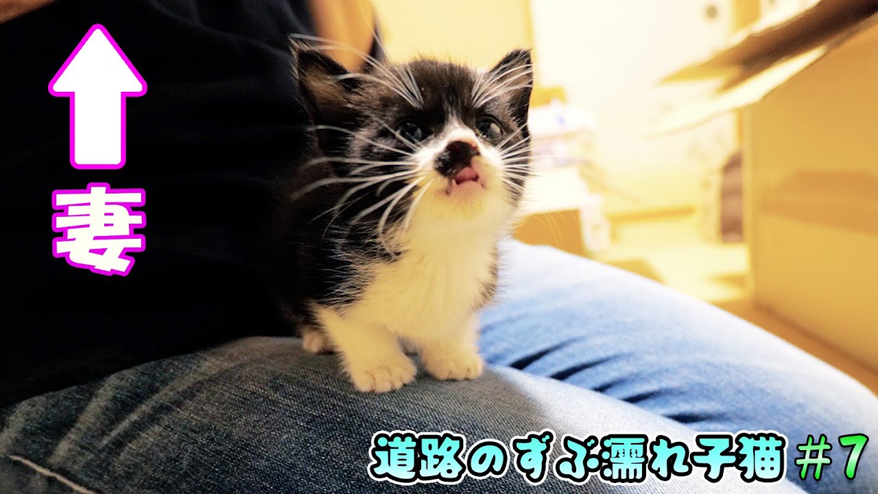 ついに妻と感動？の再開を果たした子猫達🐈性別も判明！【道路のずぶ濡れ子猫 #7】