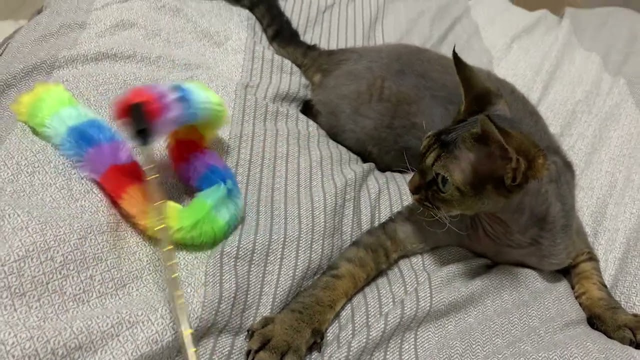 デボンレックス弟と新しい猫じゃらしで遊びました(Playing with Devon Rex cat using a new cat toy)