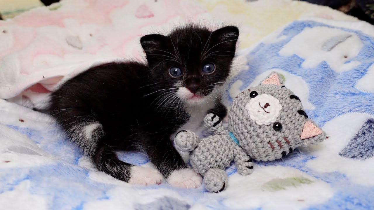 初めて離乳食に挑戦した子猫